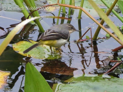 grey wagtail (Motacilla cinerea) Kenneth Noble